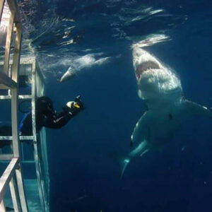 Cage Diving with Sharks on your 50th birthday