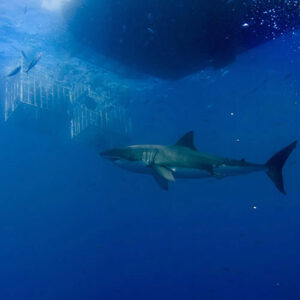 Shark Cage Group Diving Adventure