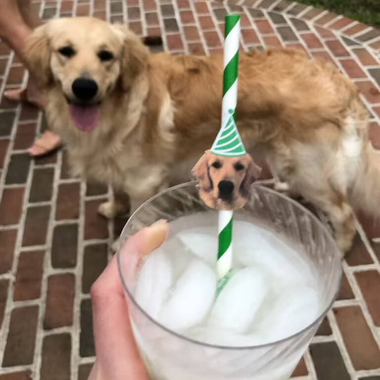 Green striped photo straw topped with a golden retriever’s face in a party hat, in an iced drink with the real dog standing behind it